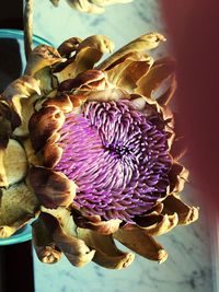 Close-up of purple flower