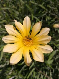 Close-up of yellow flower