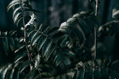 Close-up of fresh green leaves on field