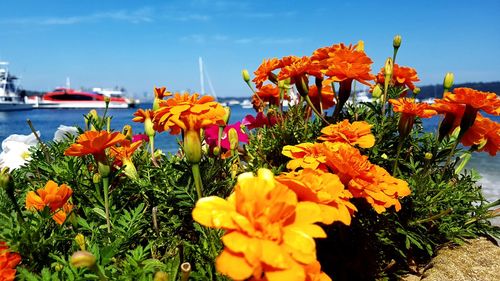 Close-up of orange flowers blooming by sea against sky