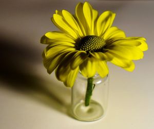 Close-up of yellow flower