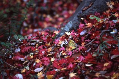 Close-up of red flowers on tree