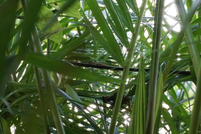 Close-up of fresh green leaves on plant