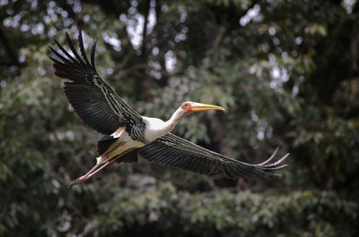 Close-up of a bird flying