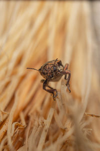 Close-up of insect