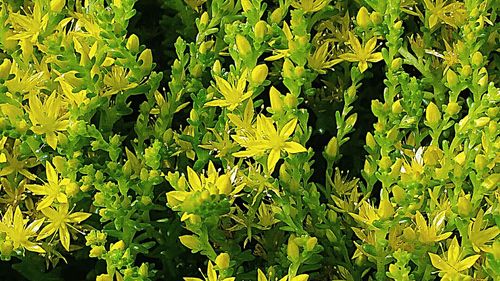 Close up of yellow flowers