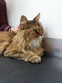 Close-up of cat sitting on sofa