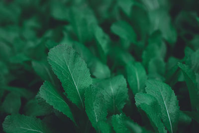 Full frame shot of fresh green leaves