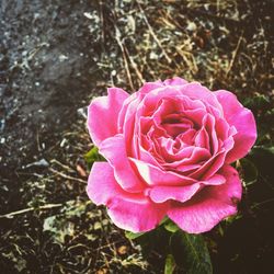 Close-up of pink rose