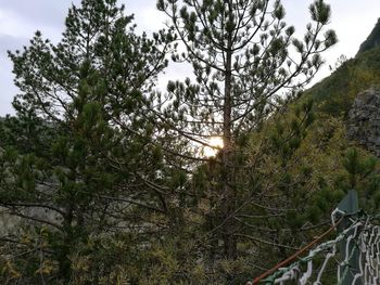 Trees in forest against sky