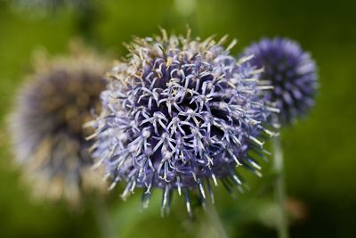 Close-up of purple flowering plant