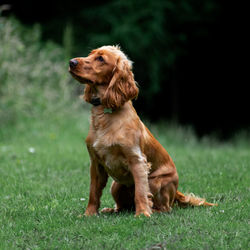 Cocker spaniel