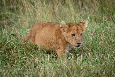 Lion cub walks through grass staring intently