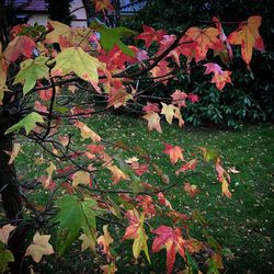 Close-up of maple leaves during autumn