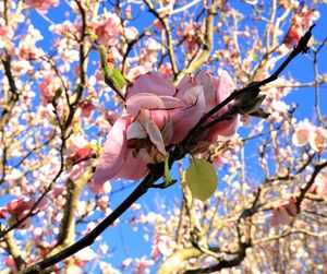 Low angle view of pink flowers blooming on tree