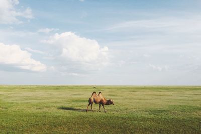 Scenic view of bactrian camel on prairie 