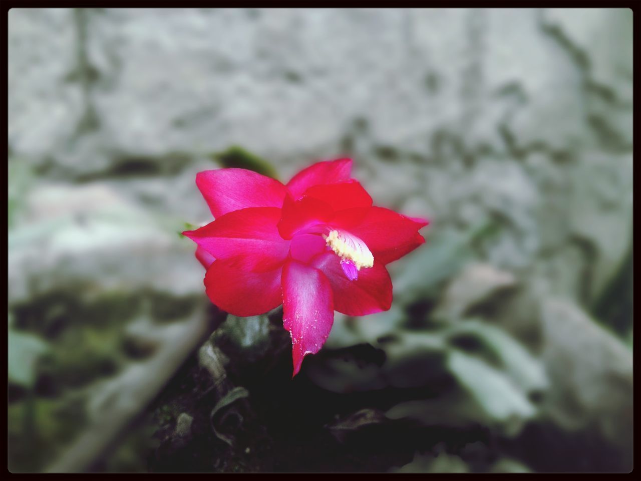 transfer print, flower, petal, fragility, freshness, flower head, auto post production filter, growth, close-up, focus on foreground, beauty in nature, red, plant, nature, blooming, single flower, pink color, selective focus, in bloom, day