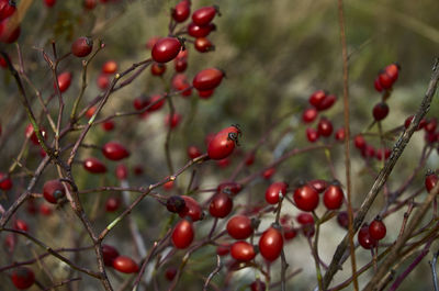 Close-up of berries growing on tree