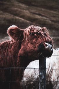 Highland cattle standing by fence at farm