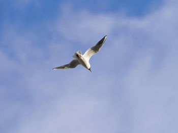 Low angle view of seagull flying