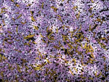 Full frame shot of flowers