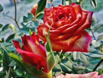 Close-up of red rose blooming outdoors