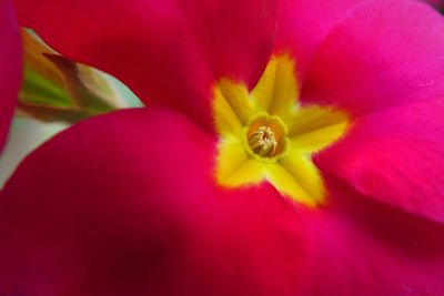 Close-up of red hibiscus blooming outdoors