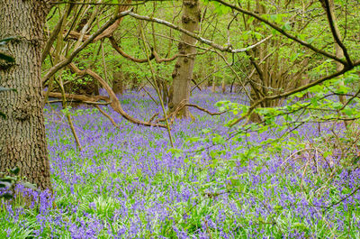 Purple flowering plants and trees in forest