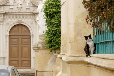 Cat living in l-imdina, malta