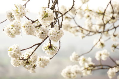 Close-up of white cherry blossom tree