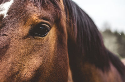 Close-up portrait of brown horse