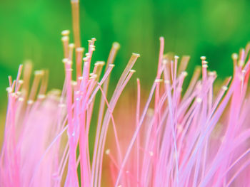 Close-up of pink flowers