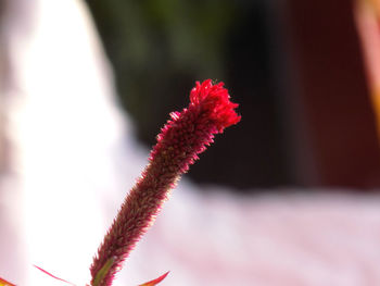 Close-up of red flowering plant