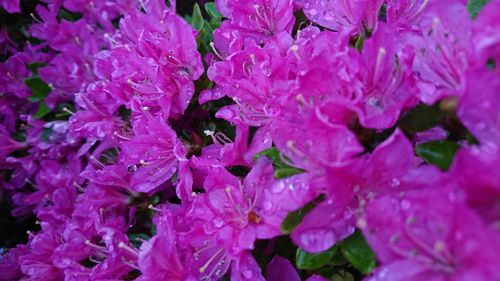 Close-up of pink flowers