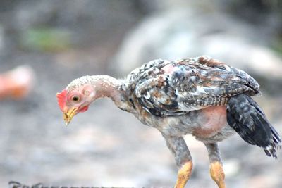 Close-up of a bird