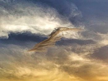 Low angle view of a bird flying in sky