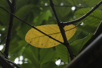 Close-up of yellow leaves on tree