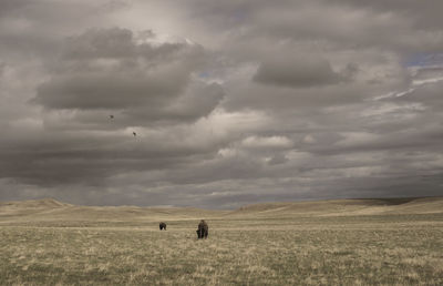 Horses grazing on field against sky