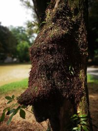 Close-up of caterpillar on tree trunk