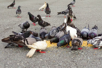 High angle view of pigeons on street