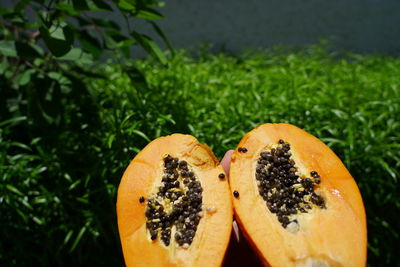 High angle view of orange fruit