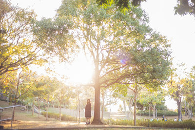 Trees in park against sky