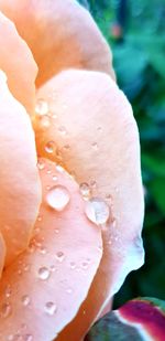 Close-up of wet flower