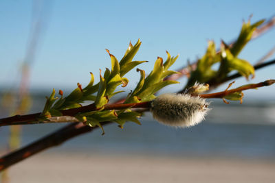 Close-up of pussy willow plant against sky