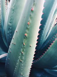 Close-up of succulent plant
