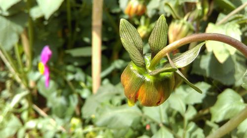 Close-up of fresh green plant