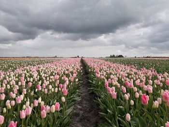 Flowers in field against cloudy sky