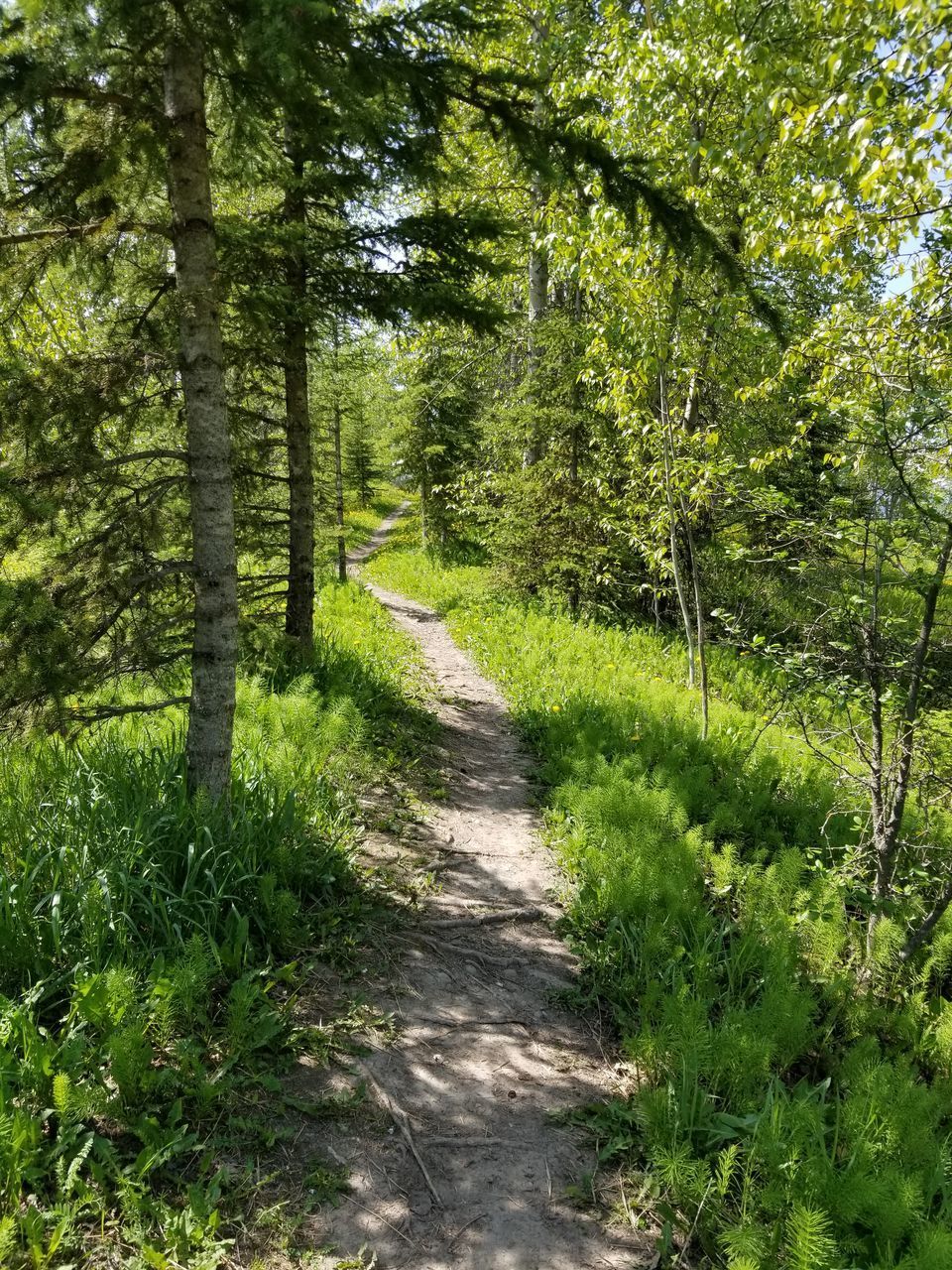 FOOTPATH AMIDST TREES