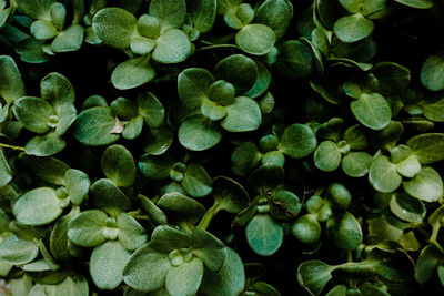 Full frame shot of plants