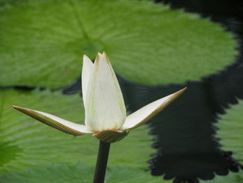 Close-up of lotus water lily